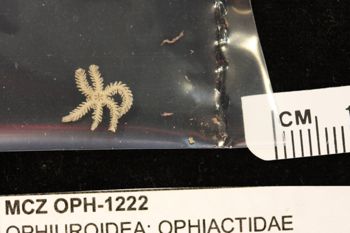 Media type: image;   Invertebrate Zoology OPH-1222